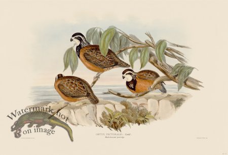 (image for) 05 Black breasted partridge