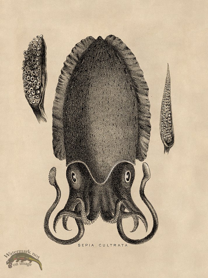 (image for) Octopus Tan 11