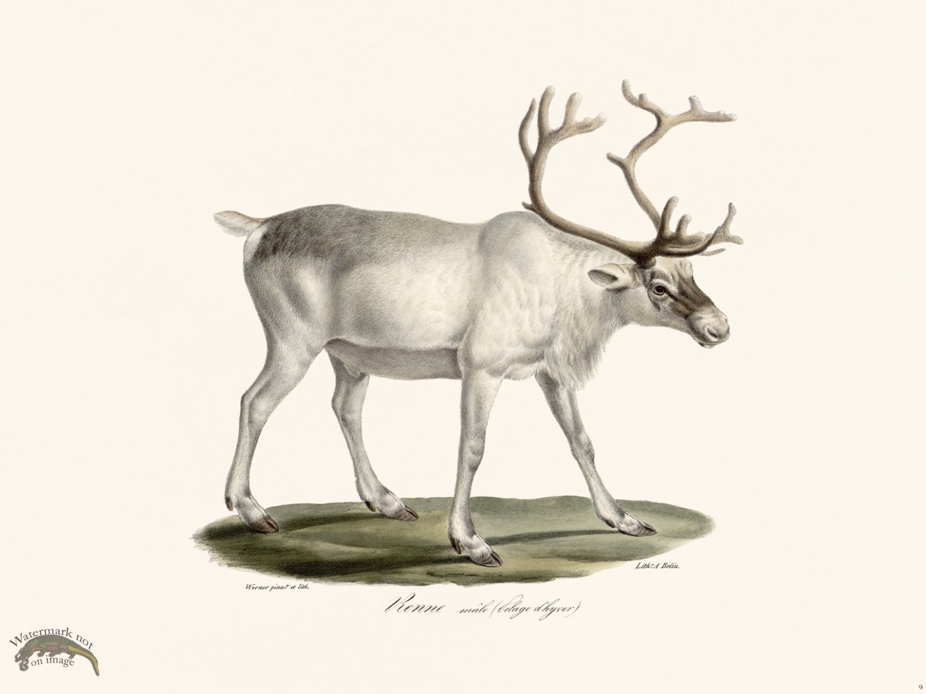 (image for) Cuvier 009 White Reindeer