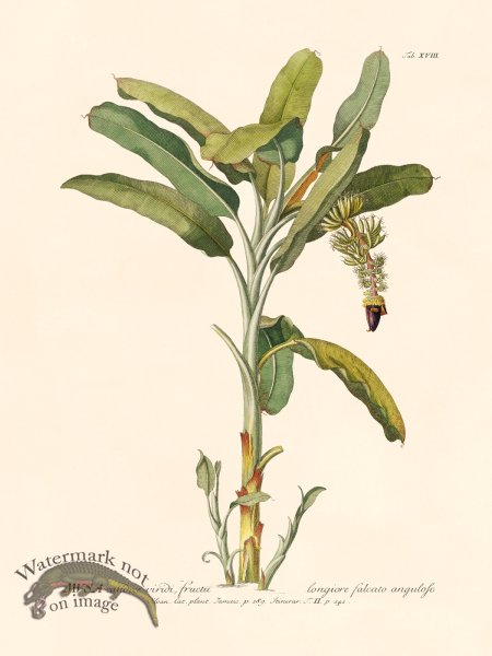 (image for) Trew Botanical 18