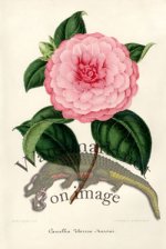 Camellias