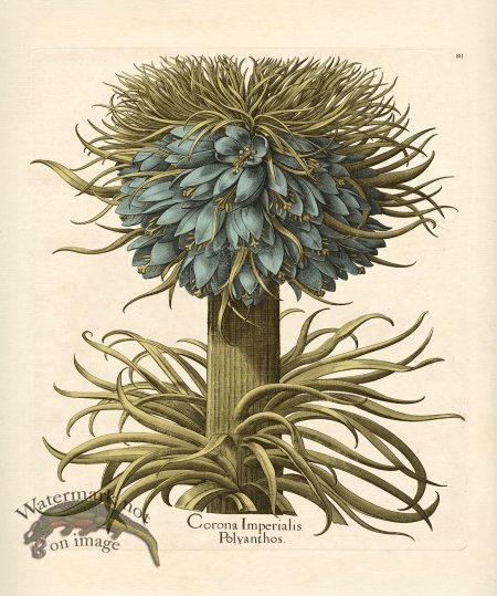 (image for) Besler Botanical 080 BG