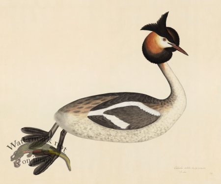 (image for) GREAT CRESTED GREBE . PL 34