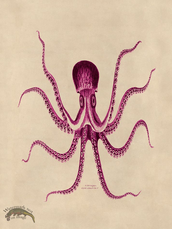 (image for) Octopus Pink 24