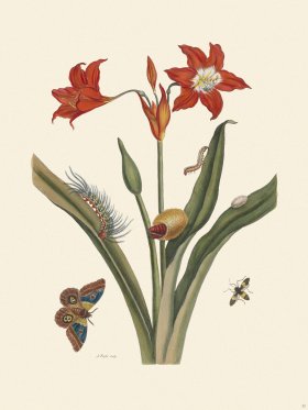 (image for) Merian Metamorphosis 22