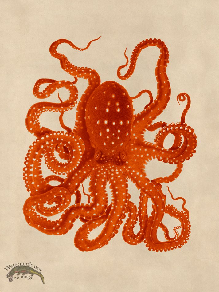 (image for) Octopus Orange 26