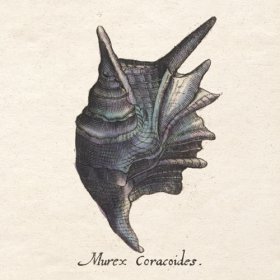 Merian Shell 4