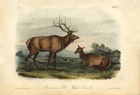 Elk