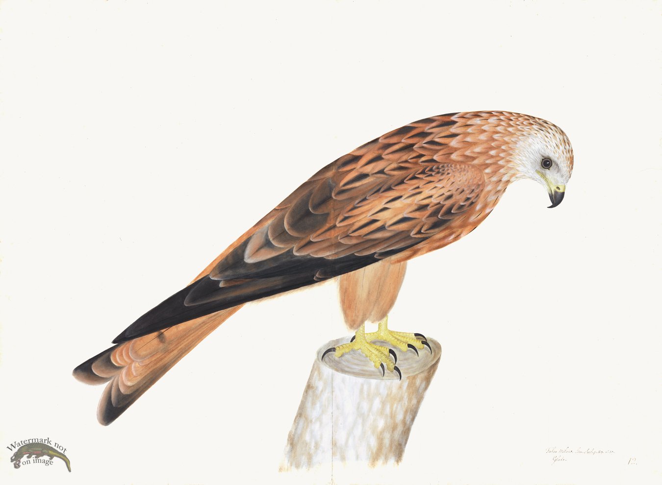 (image for) Rudbeck 012 Red Kite 30x22