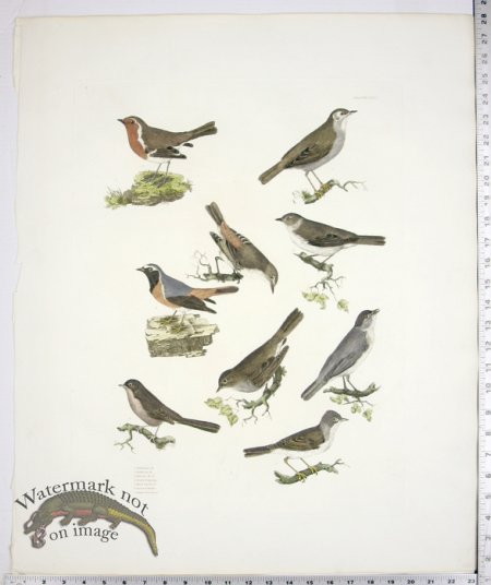 (image for) Nightingale; Redbreast; Redstarts; Pettychaps; Black Caps; Warbl