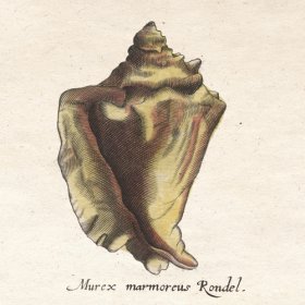 Merian Shell 1