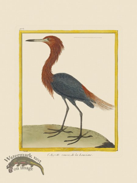 (image for) Martinet Bird 902