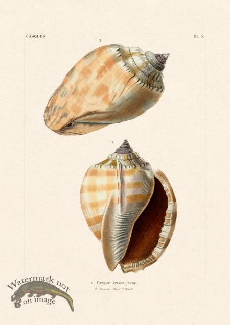 (image for) French Shell 005