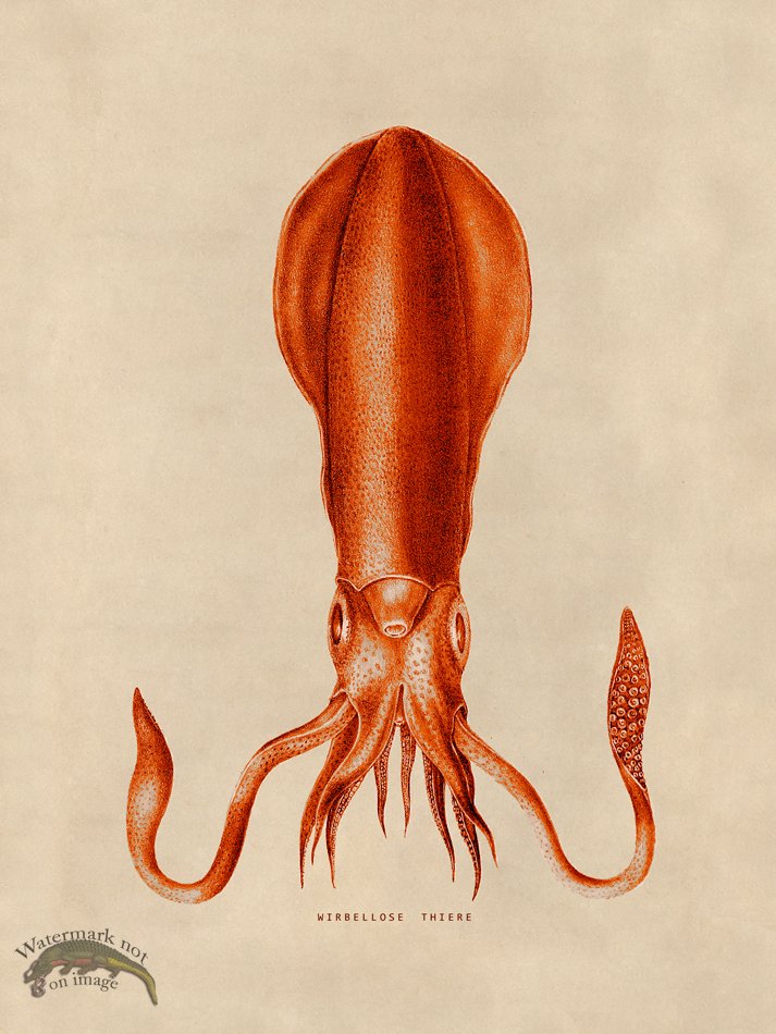 (image for) Octopus Orange 27