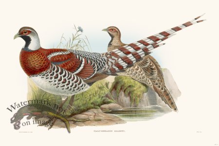 (image for) Gould Game Bird 008