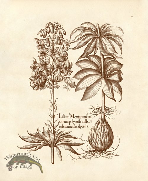 (image for) Besler 09 Lilium Montanum Ma