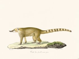 (image for) Cuvier 180 Female Brown Coati