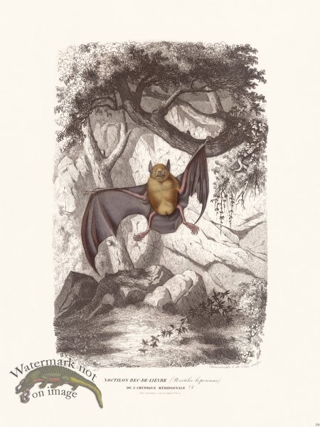 (image for) Bats of the World 16