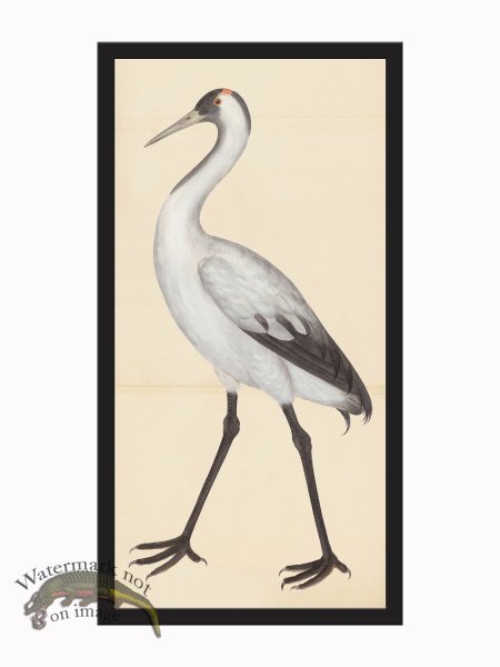 (image for) Rudbeck CFA_BF 302 Sand Hill Crane