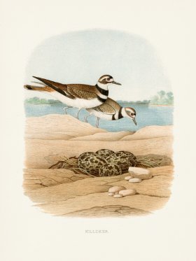 (image for) Thomas Gentry Bird 43