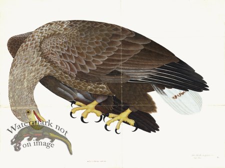 (image for) Rudbeck 006 Eagle 32x24