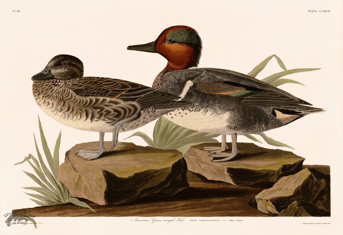 (image for) 228 American Green winged Teal