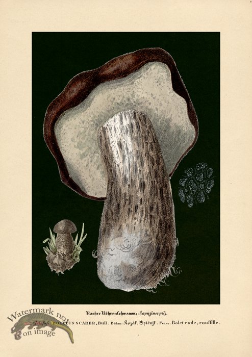 (image for) Beths Shrooms 02