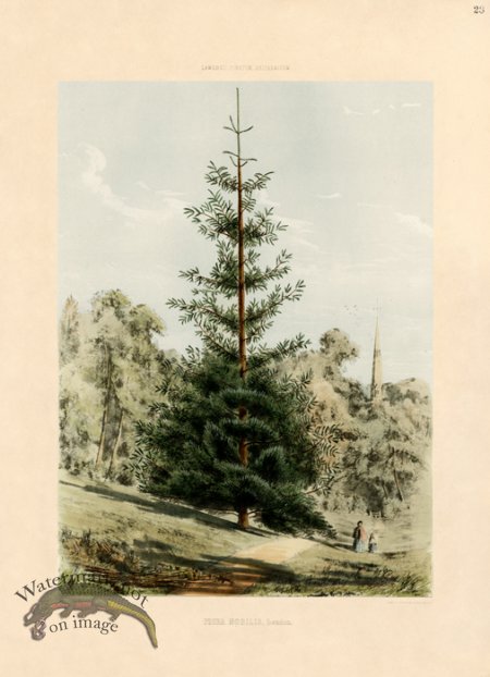 (image for) Red Fir