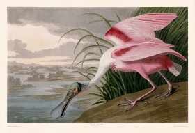 321 Roseate Spoonbill