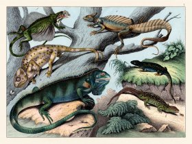 Schubert Reptiles Lizards 1870