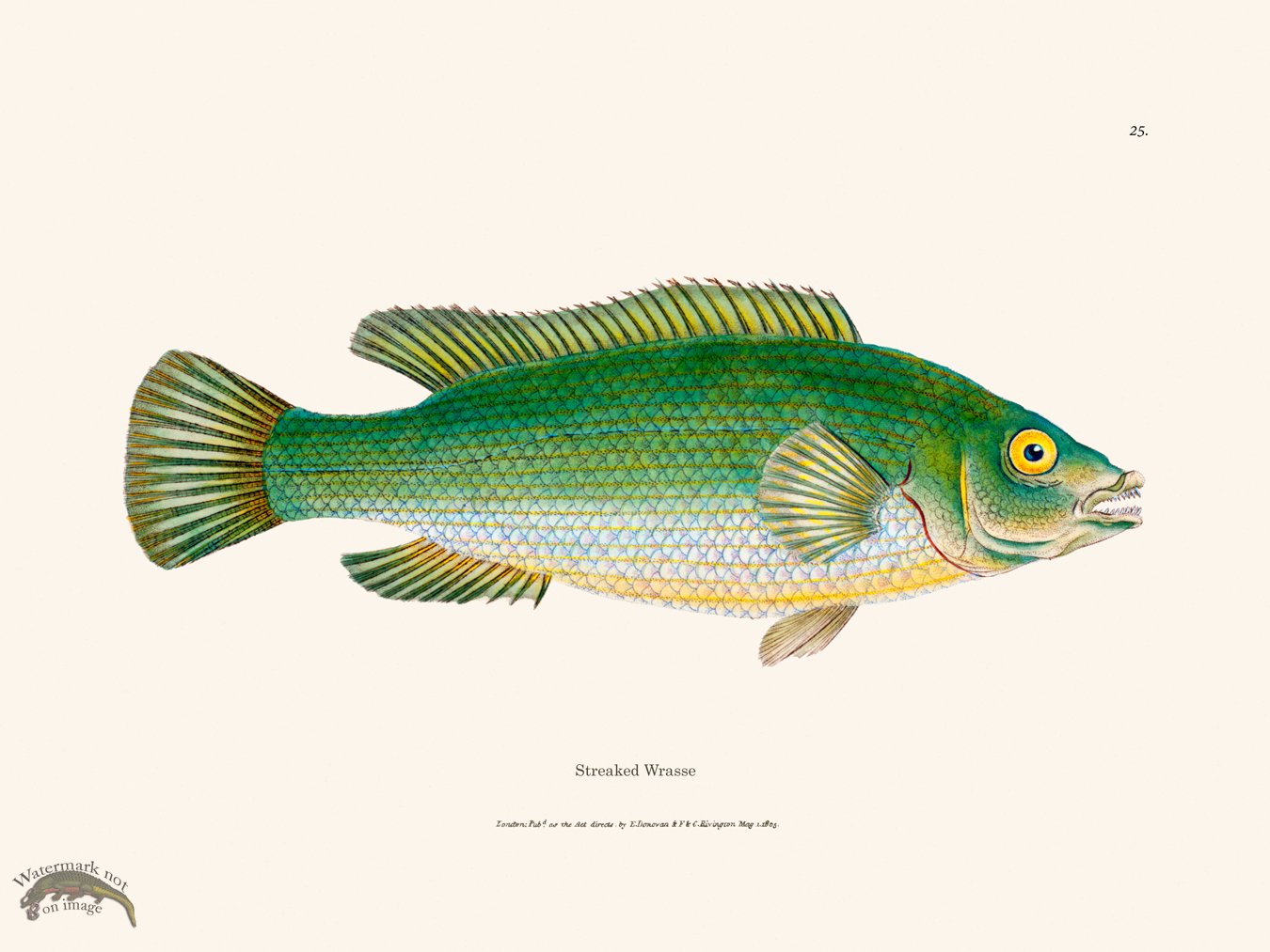 (image for) 025 Streaked Wrasse