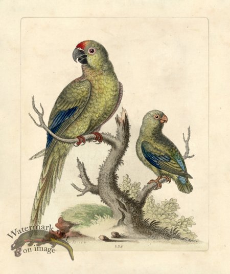 (image for) Edwards Parrot 28.jpg