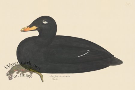 (image for) Rudbeck CFA 258 Velvet Scoter