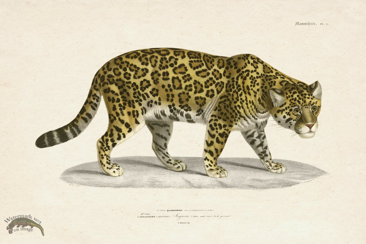 (image for) FNH 11 Jaguar