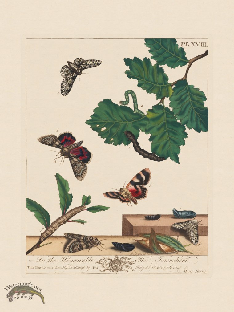 (image for) Moses Harris Insects 18