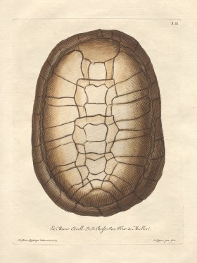 Trew Turtle Shell 03