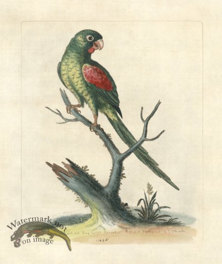 (image for) Edwards Parrot 29.jpg