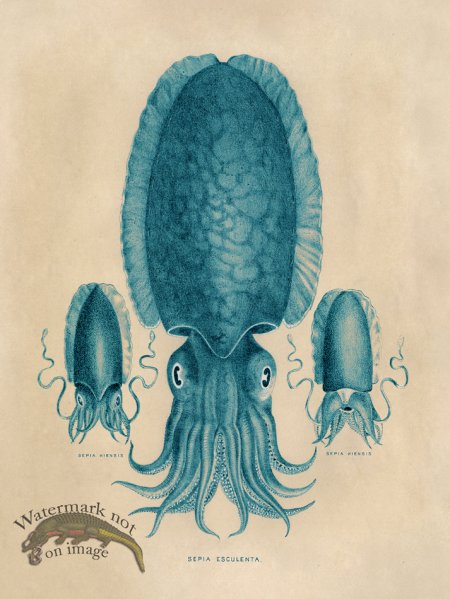 (image for) Octopus Teal 04