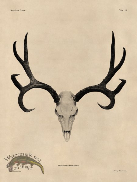 (image for) Tan Bones 11 Mule Deer