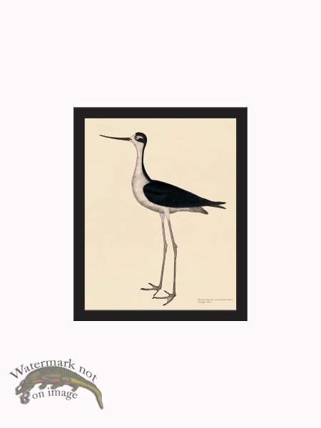 (image for) Rudbeck CFA_BF 299 Long legged Avocet