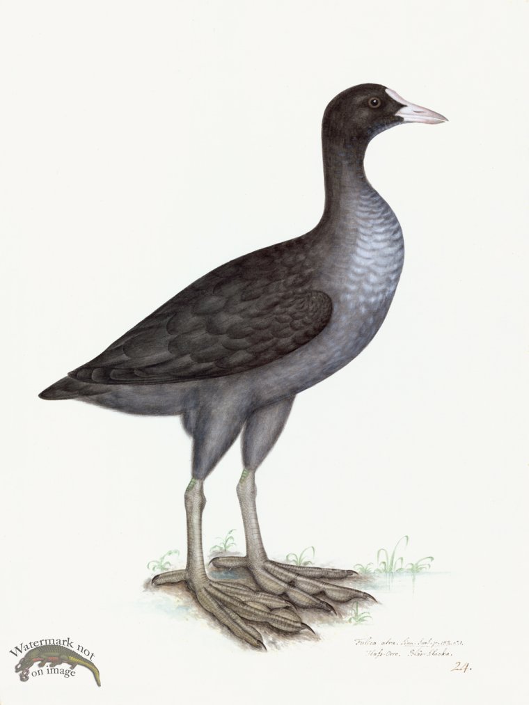 Rudbeck 024 EURASIAN COOT 18x24