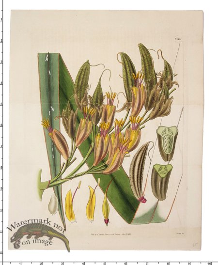 (image for) Curtis Botanical 036