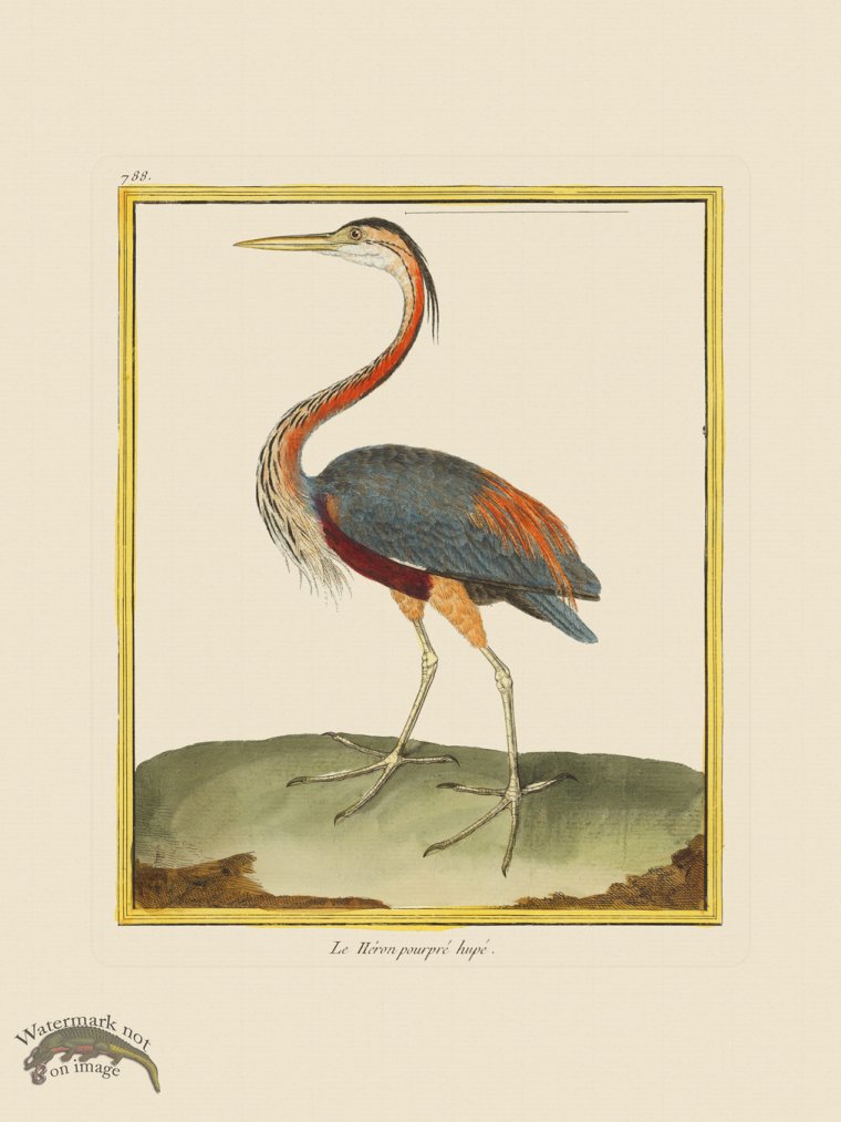 (image for) Martinet Bird 788