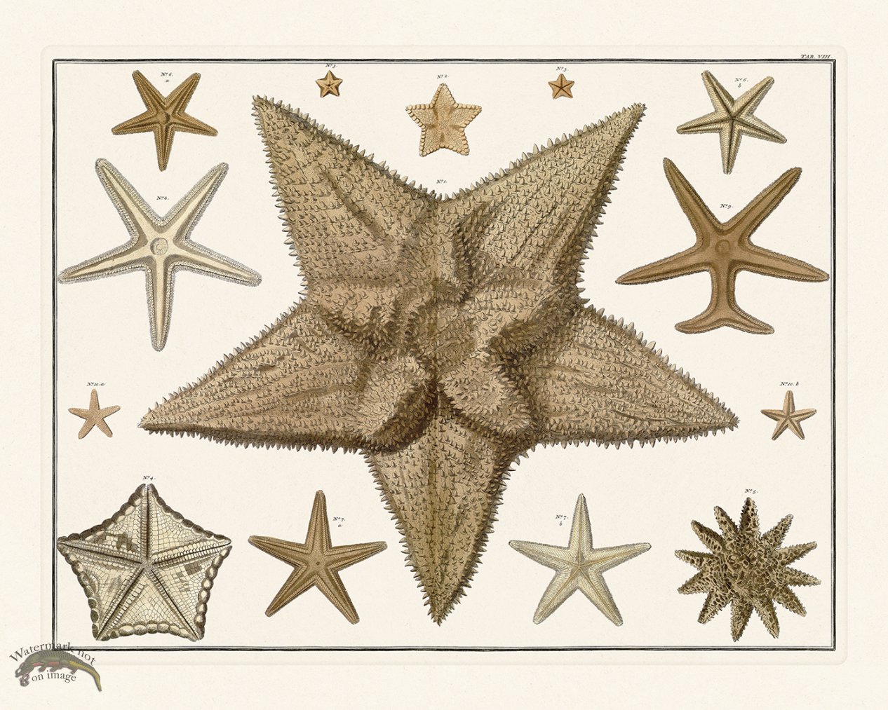 (image for) Seba B2 008 Starfish