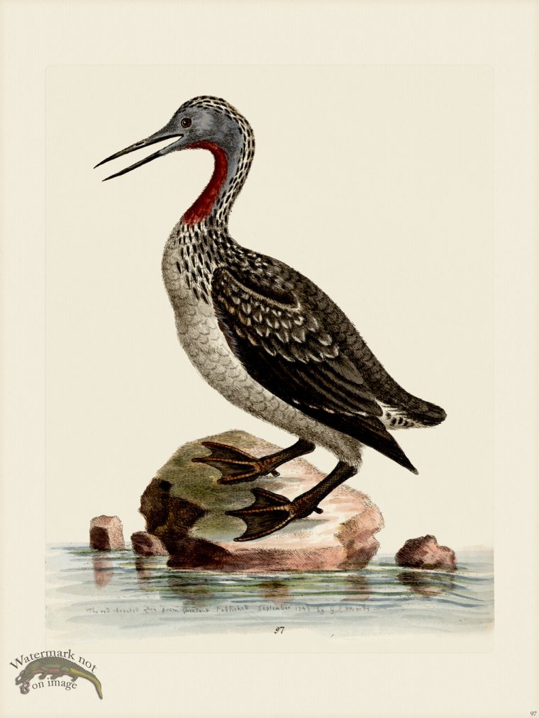 (image for) Edwards 097 Red throated Ducker