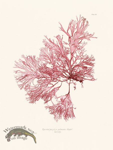 (image for) Bradbury Seaweed 003