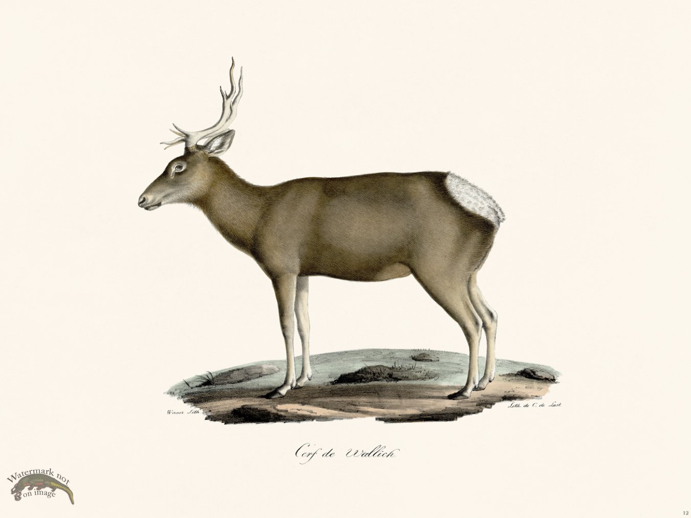 (image for) Cuvier 012 Tibetan Red Deer