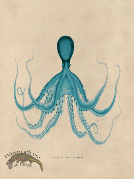 (image for) Octopus Teal 19