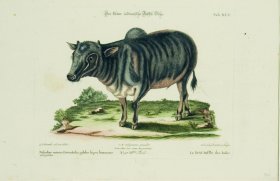 (image for) SSM 08 Le Petit Buffle des Indes (Little Indian Buffalo)