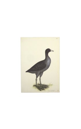 EURASIAN COOT . PL 24